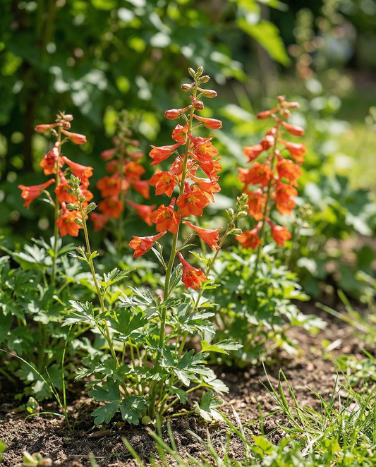 Rittersporn Fox Orange Red (Delphinium nudicaule) – einjährige Samen von SeedsChoice
