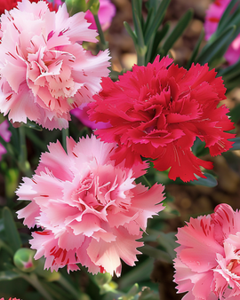 Chabaud Carnation Seeds Dianthus Caryophyllus Annual Mix