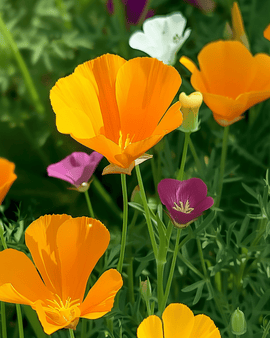 Annual Flower Seeds Eschscholtzia Californica Single Mixed Annual