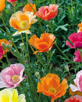 Annual Flower Seeds Double Flowered Mix Annual
