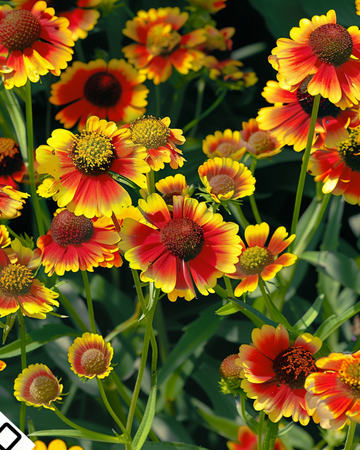 Rotgold Hybrid seeds (Helenium autumnale) – perennial