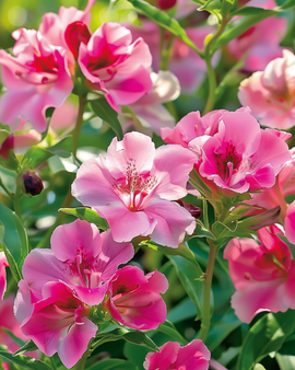 Godetia Seeds Clarkia Amoena Annual Mixed Single Flowered
