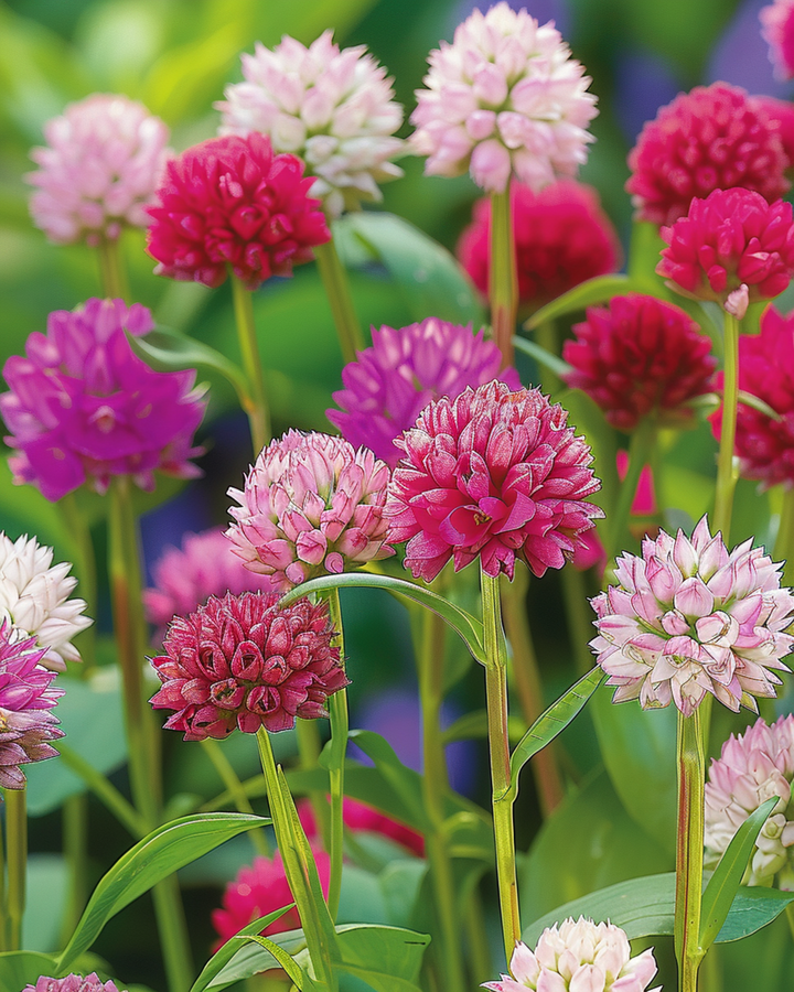 Kugelamarant Mixed Samen (Gomphrena globosa) – einjährige Blume