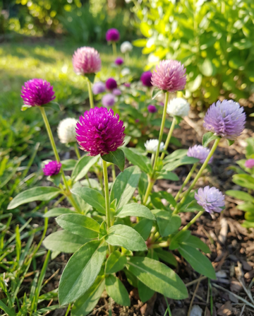 Kugelamarant Mixed (Gomphrena globosa) – einjährige Blumensamen von SeedsChoice