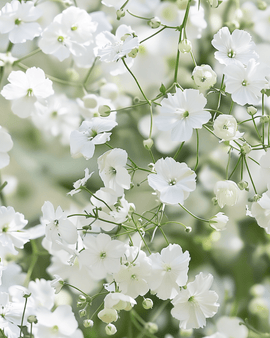 Baby's Breath Seeds Gypsophila Elegans Covent Garden Annual