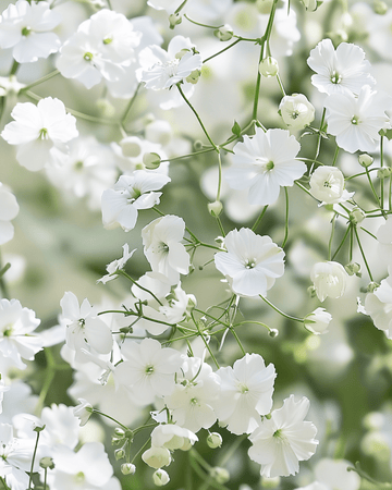 Baby's Breath Covent Garden Samen (Gypsophila elegans) – einjährig