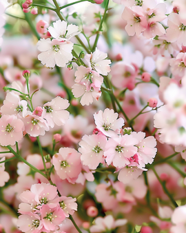 Baby's Breath Seeds Gypsophila Elegans Annual Pink Flowers