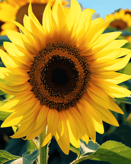 Sunflower Single Giant Seeds Helianthus Annuus Annual 250 Cm