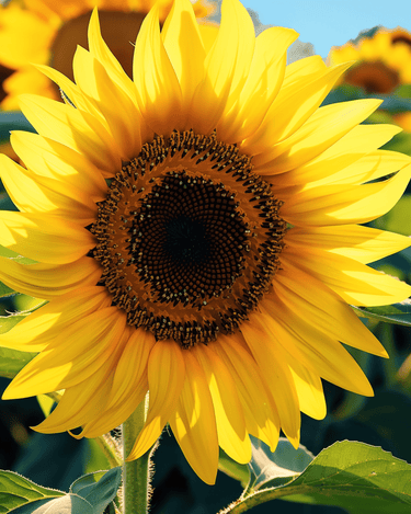 Sonnenblume Single Giant 250 Cm Samen (Helianthus annuus) – einjährige Blume