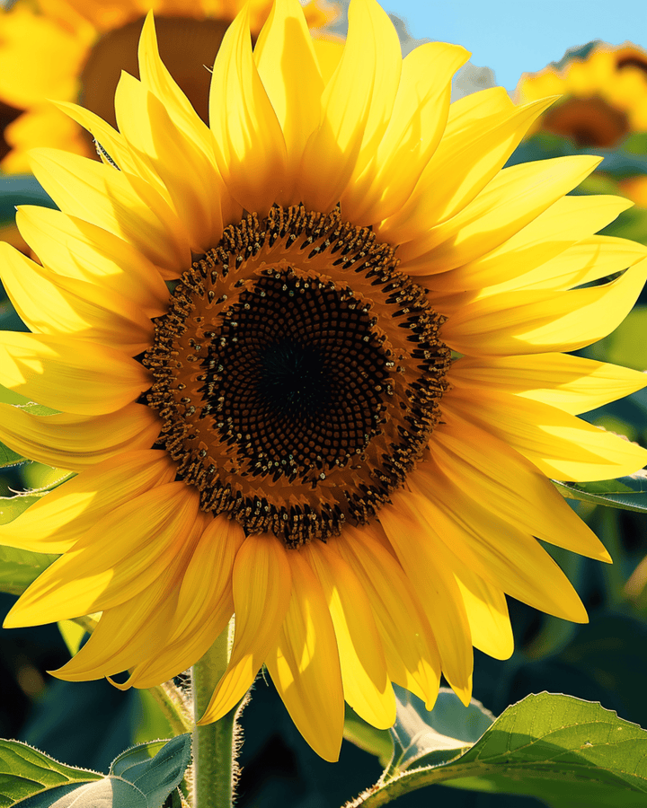 Sonnenblume Single Giant 250 Cm Samen (Helianthus annuus) – einjährige Blume