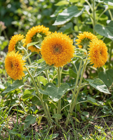 Sonnenblume Sungold Dwarf Double Flowered (Helianthus annuus) – einjährige Blumensamen von SeedsChoice