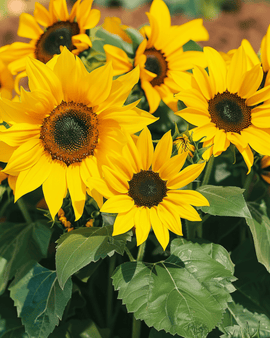 Sunflower Seeds Pacino Helianthus Annuus Annual Variety