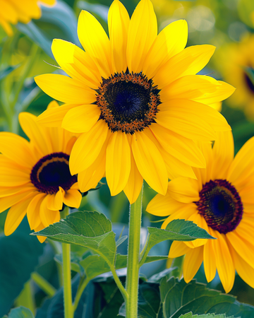 Sunflower Stella seeds (Helianthus debilis) – annual flower