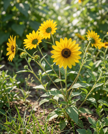 Sunflower Stella (Helianthus debilis) – annual flower seeds from SeedsChoice