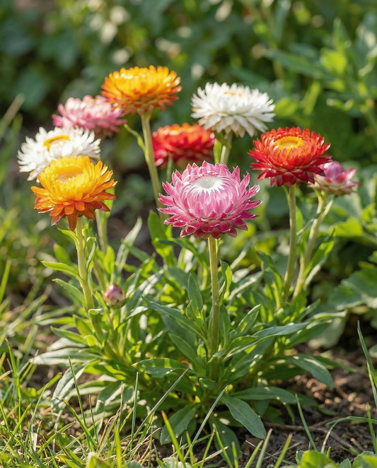 Strohblume Tom Thumb Dwarf (Helichrysum bracteatum) – einjährige Blumensamen von SeedsChoice