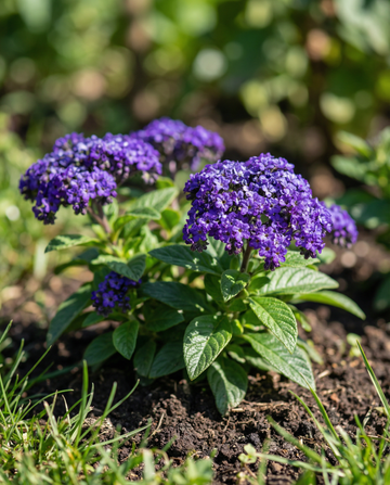 Heliotrope Marine (Heliotropium arborescens) – einjährige Blumensamen von SeedsChoice
