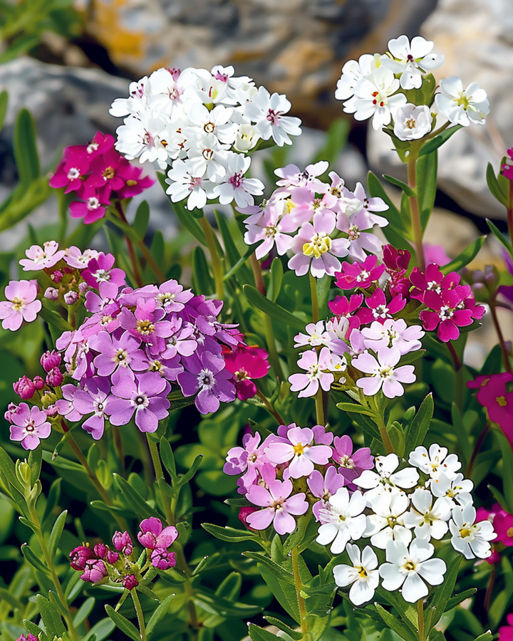 Candytuft Mixed seeds (Iberis umbellata) – annual mix