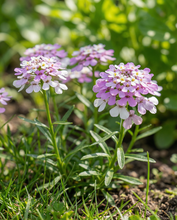 Candytuft Mixed (Iberis umbellata) – annual mix seeds from SeedsChoice