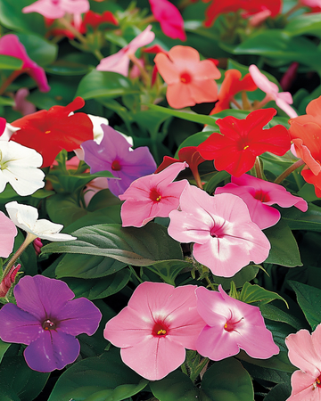 Fleißiges Lieschen Baby Mixed Schattengarten Samen (Impatiens walleriana) – einjährige Blume