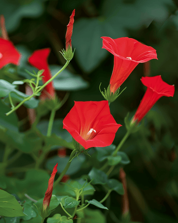 Cardinal Climber Red seeds (Ipomoea quamoclit) – annual climber