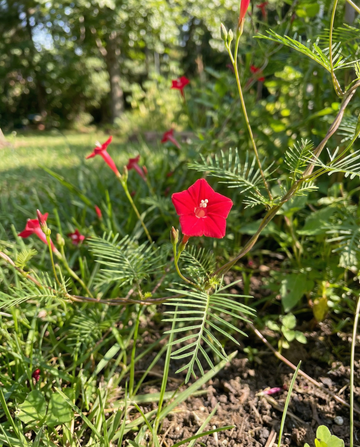 Cardinal Climber Red (Ipomoea quamoclit) – annual climber seeds from SeedsChoice