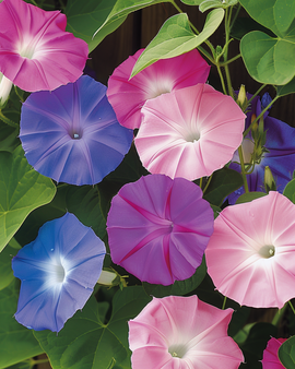 Ipomoea Purpurea Seeds Annual Climber Mixed Colors Flower