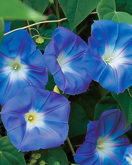 Climbing Bindweed Seeds Clark's Blue Annual Climber Flower Variety