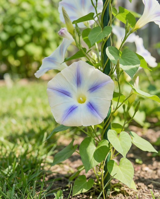 Climbing Bindweed Milky Way Climber (Ipomoea tricolor) – annual climber seeds from SeedsChoice