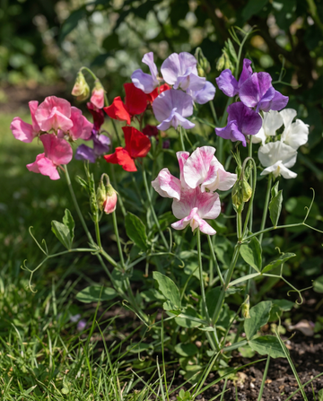 Duftwicke Bijou Mixed (Lathyrus odoratus) – einjährige Blumensamen von SeedsChoice