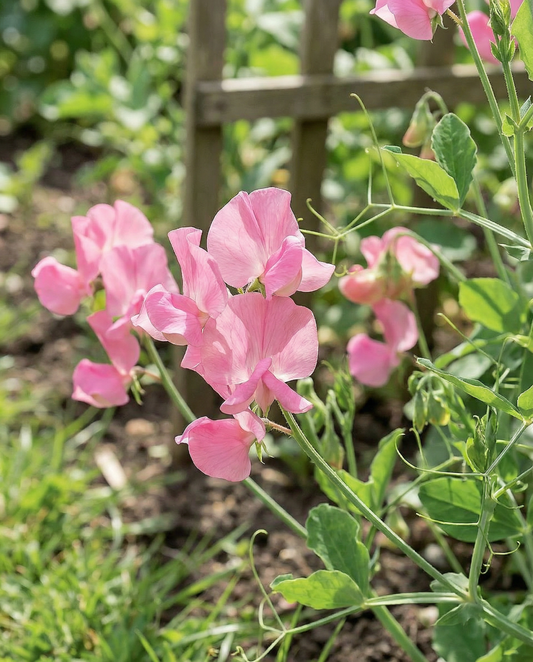 Sweet Pea Royal Family Pink (Lathyrus odoratus) – annual flower seeds from SeedsChoice