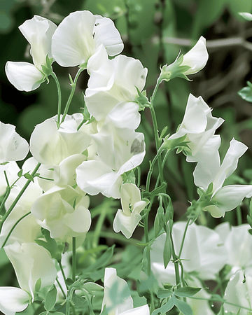 Sweet Pea Royal Family White seeds (Lathyrus odoratus) – annual flower