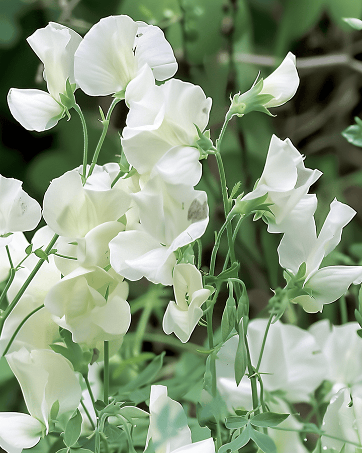 Sweet Pea Royal Family White seeds (Lathyrus odoratus) – annual flower