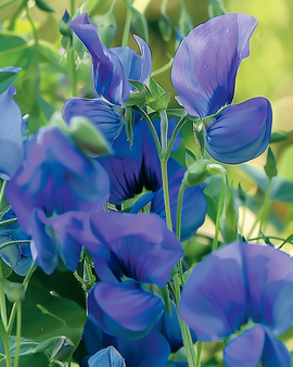 Sweet Pea Royal Family Blue Climbing Seeds Lathyrus Odoratus Annual