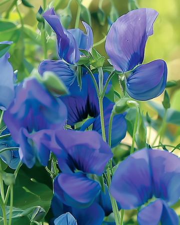 Sweet Pea Royal Family Blue Climbing seeds (Lathyrus odoratus) – annual climber