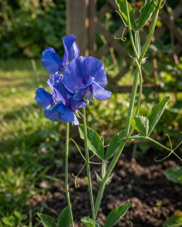 Sweet Pea Royal Family Blue Climbing (Lathyrus odoratus) – annual climber seeds from SeedsChoice
