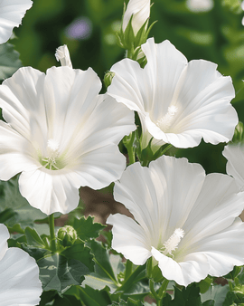 Mallow Mont Blanc Seeds Lavatera Trimestris Annual Flower