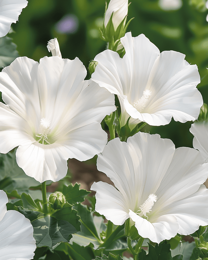 Malve Mont Blanc Samen (Lavatera trimestris) – einjährige Blume