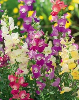 Toad Flax Seeds Linaria Maroccana Annual Fairy Bouquet Mix