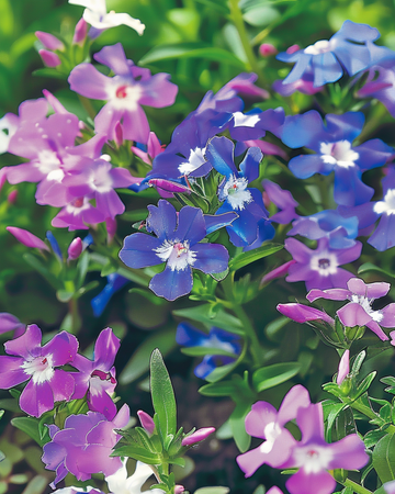 String Of Pearls Mixed Samen (Lobelia erinus) – einjährige Sortenmischung
