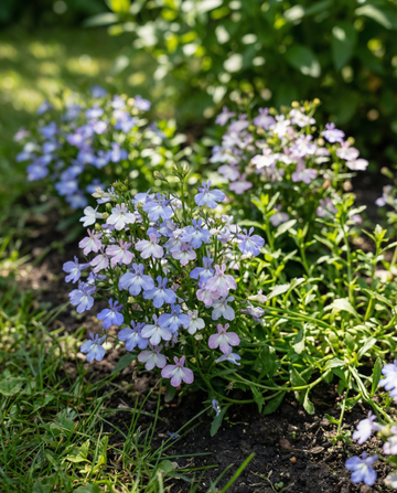 String Of Pearls Mixed (Lobelia erinus) – einjährige Sortenmischung Samen von SeedsChoice