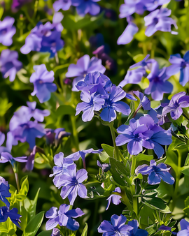 Lobelia Seeds Crystal Palace Lobelia Erinus Annual
