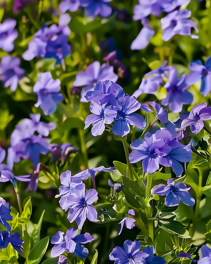 Crystal Palace Samen (Lobelia erinus) – einjährig