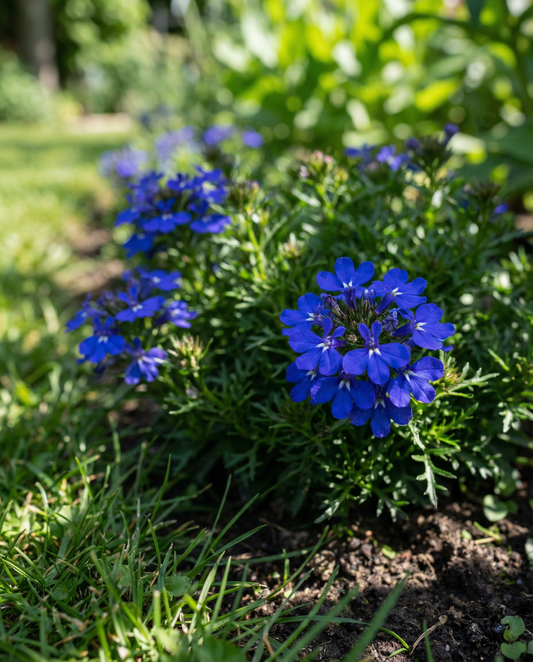 Crystal Palace (Lobelia erinus) – einjährige Samen von SeedsChoice