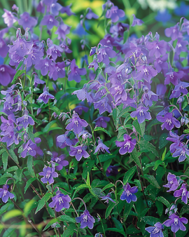 Trailing Lobelia Seeds Lobelia Erinus Sapphire Annual