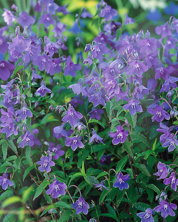 Trailing Sapphire Samen (Lobelia erinus) – einjährig