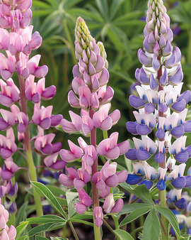 Lupin Seeds Lupinus Hartwegii Mixed Annual Flower Variety