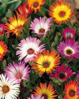 Livingstone Daisy Seeds Dorotheanthus Bellidiformis Annual Mix Rock Garden