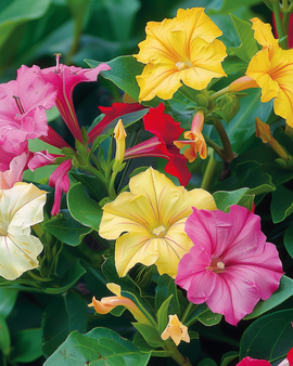Four O'clock Seeds Mirabilis Jalapa Mixed Annual Flowers