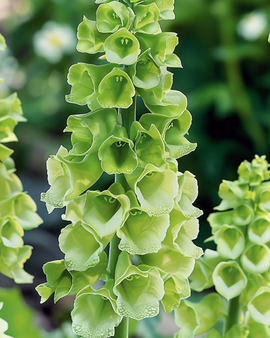 Bells Of Ireland Seeds Moluccella Laevis Annual Flower Cut Flower