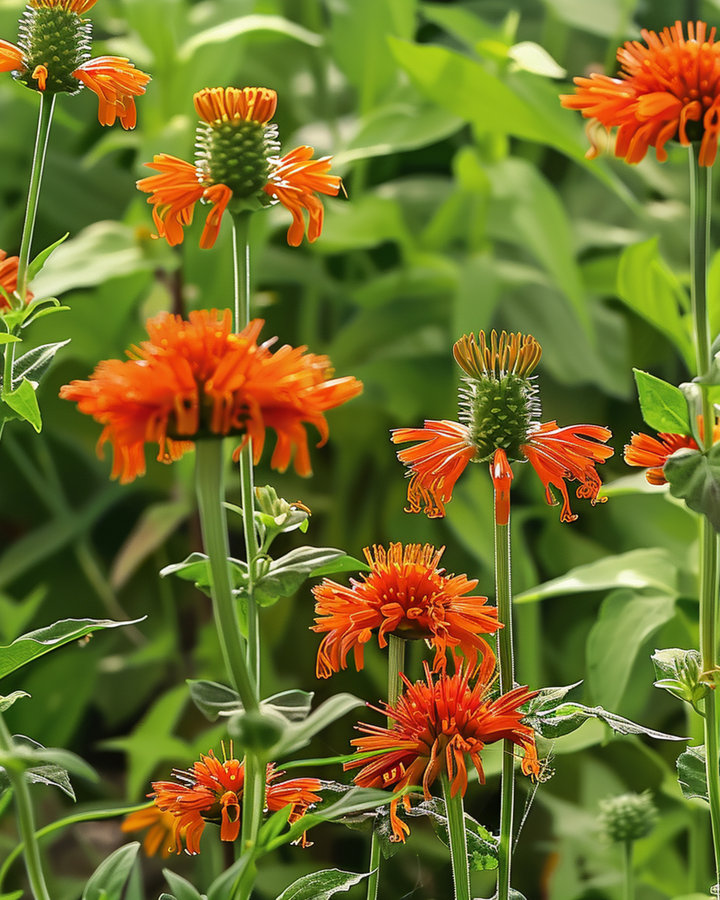Löwenöhrchen Orange Blooms Samen (Leonotis nepetifolia) – einjährige Blume